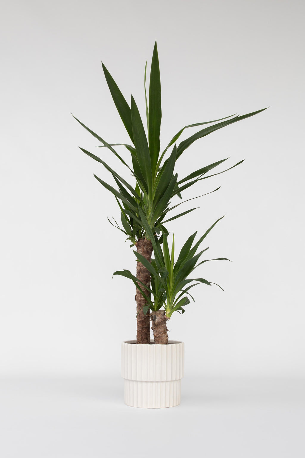 Yucca Elephantipes – Plante D’Intérieur
