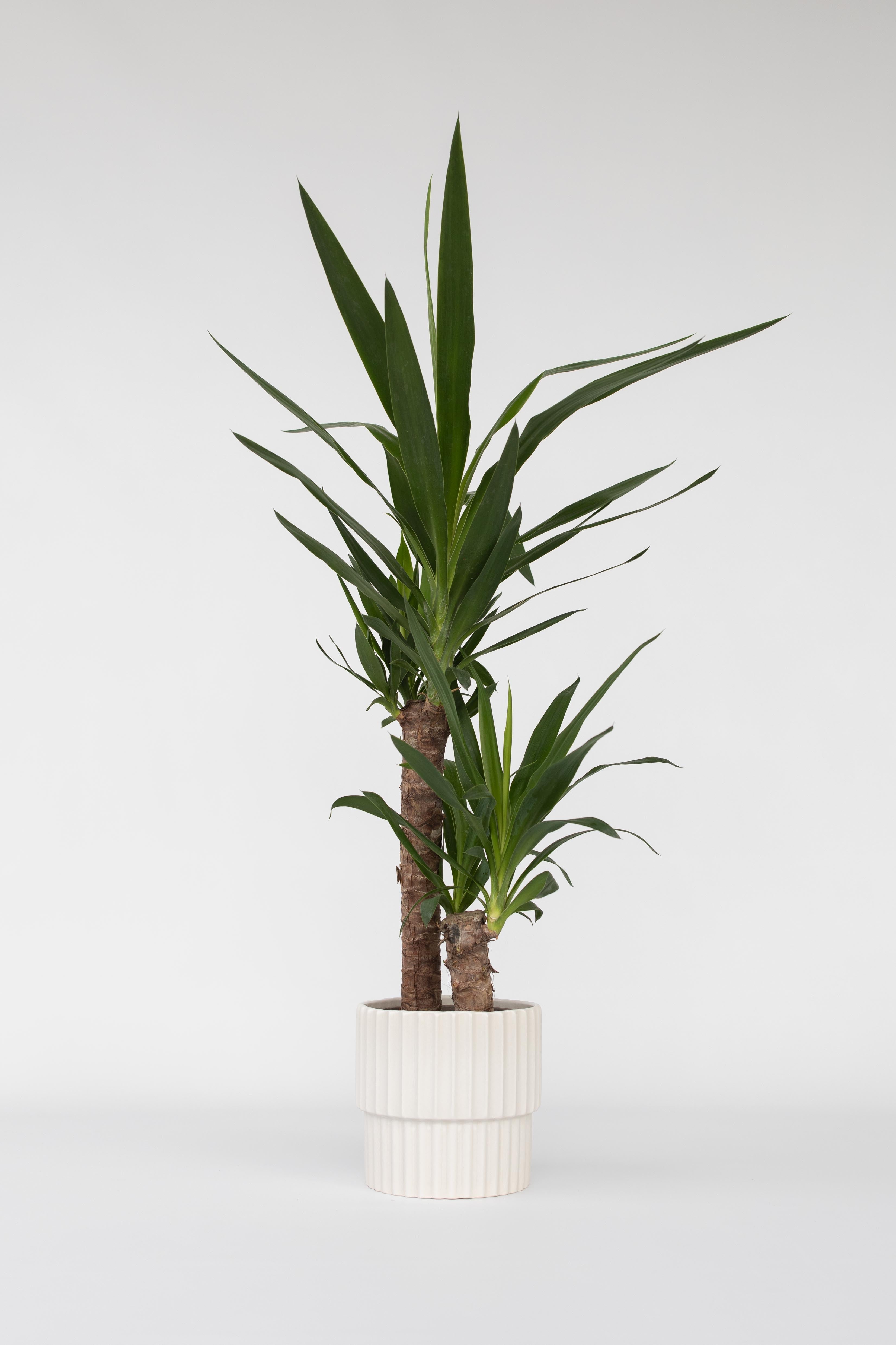 Yucca Elephantipes – Plante D’Intérieur
