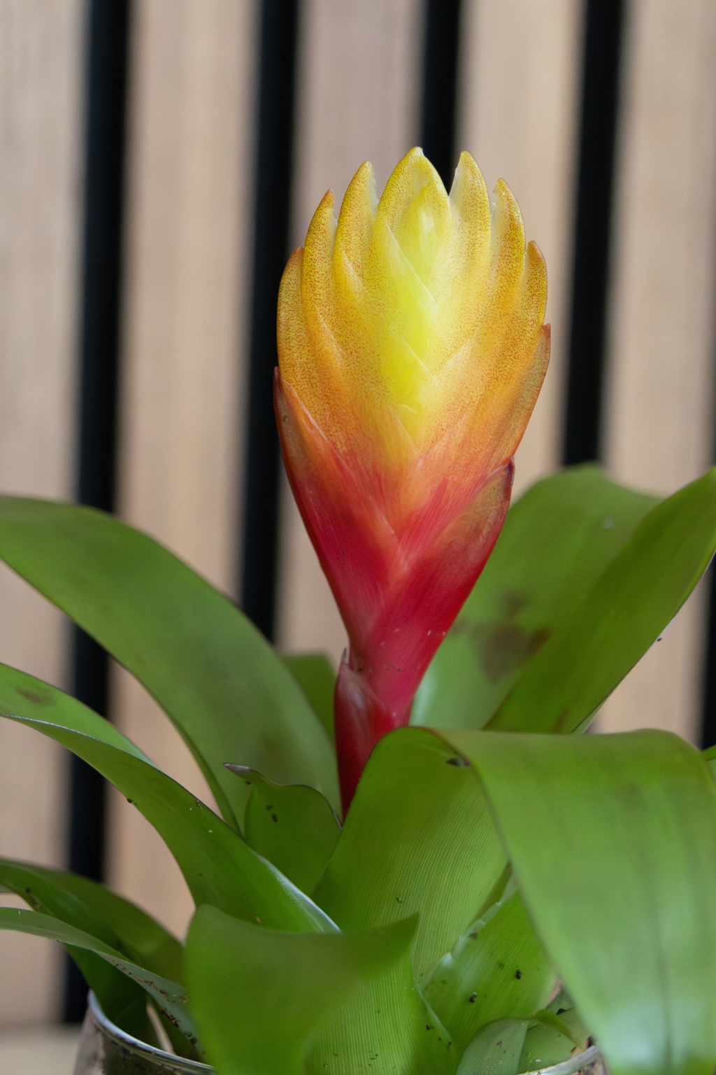 Lot De 3 Tillandsia Vriesea « Épée Flamboyante » – Plante D’Intérieur