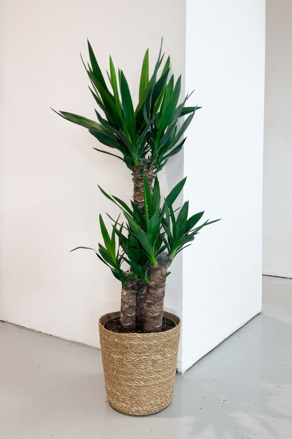Yucca Elephantipes Xl Avec Panier – Plante D’Intérieur
