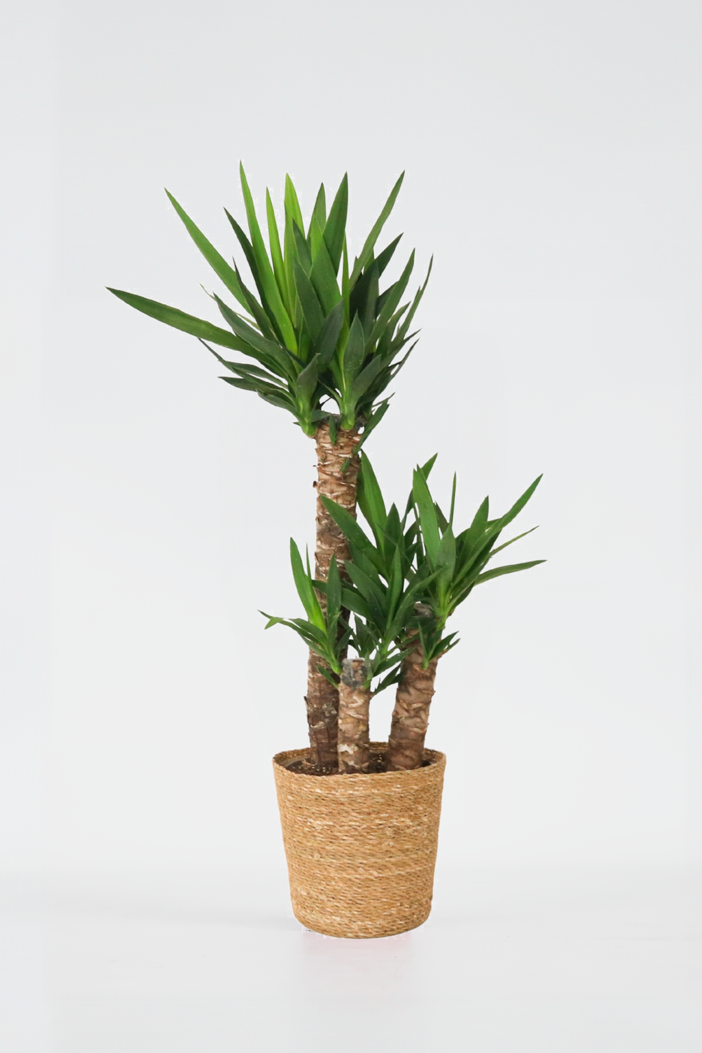 Yucca Elephantipes Xl Avec Panier – Plante D’Intérieur