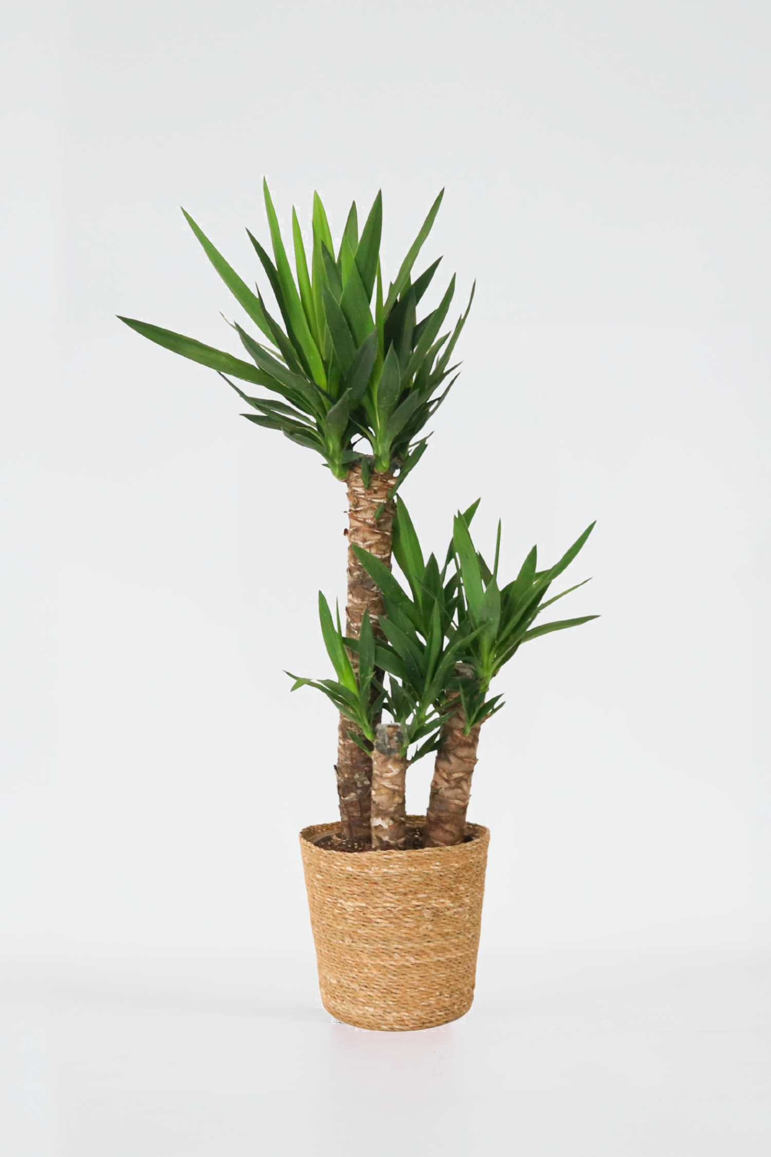 Yucca Elephantipes Xl Avec Panier – Plante D’Intérieur