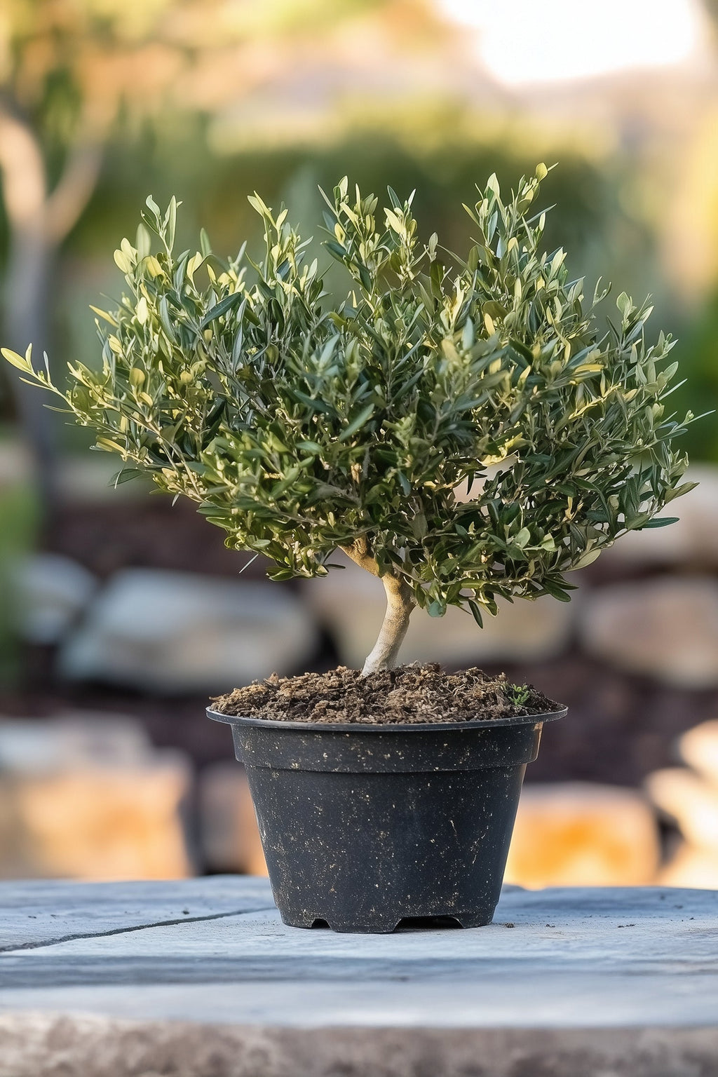 Bonsaï Olivier Xl Dans Coupe – Plante D’Extérieur