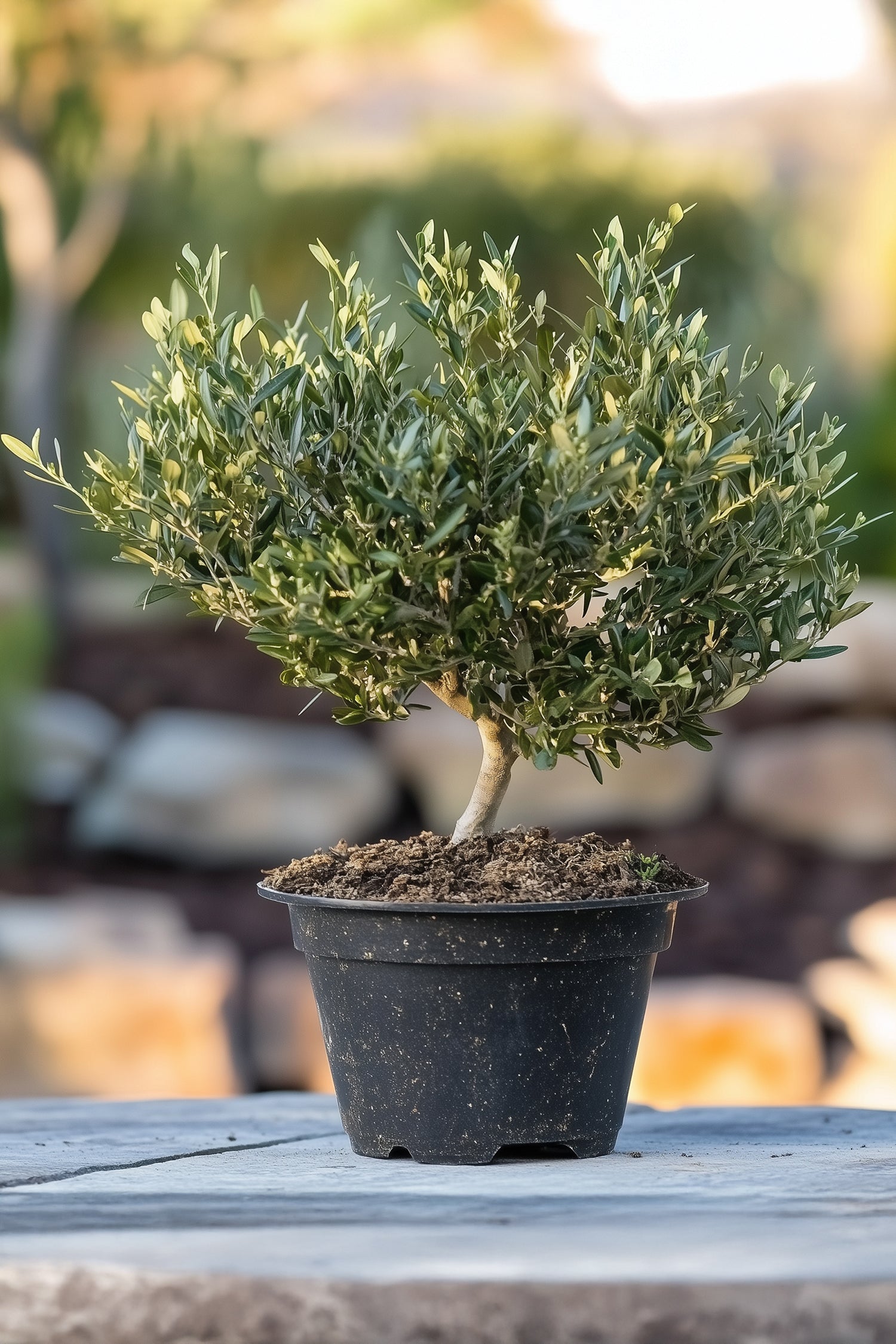 Bonsaï Olivier Xl Dans Coupe – Plante D’Extérieur
