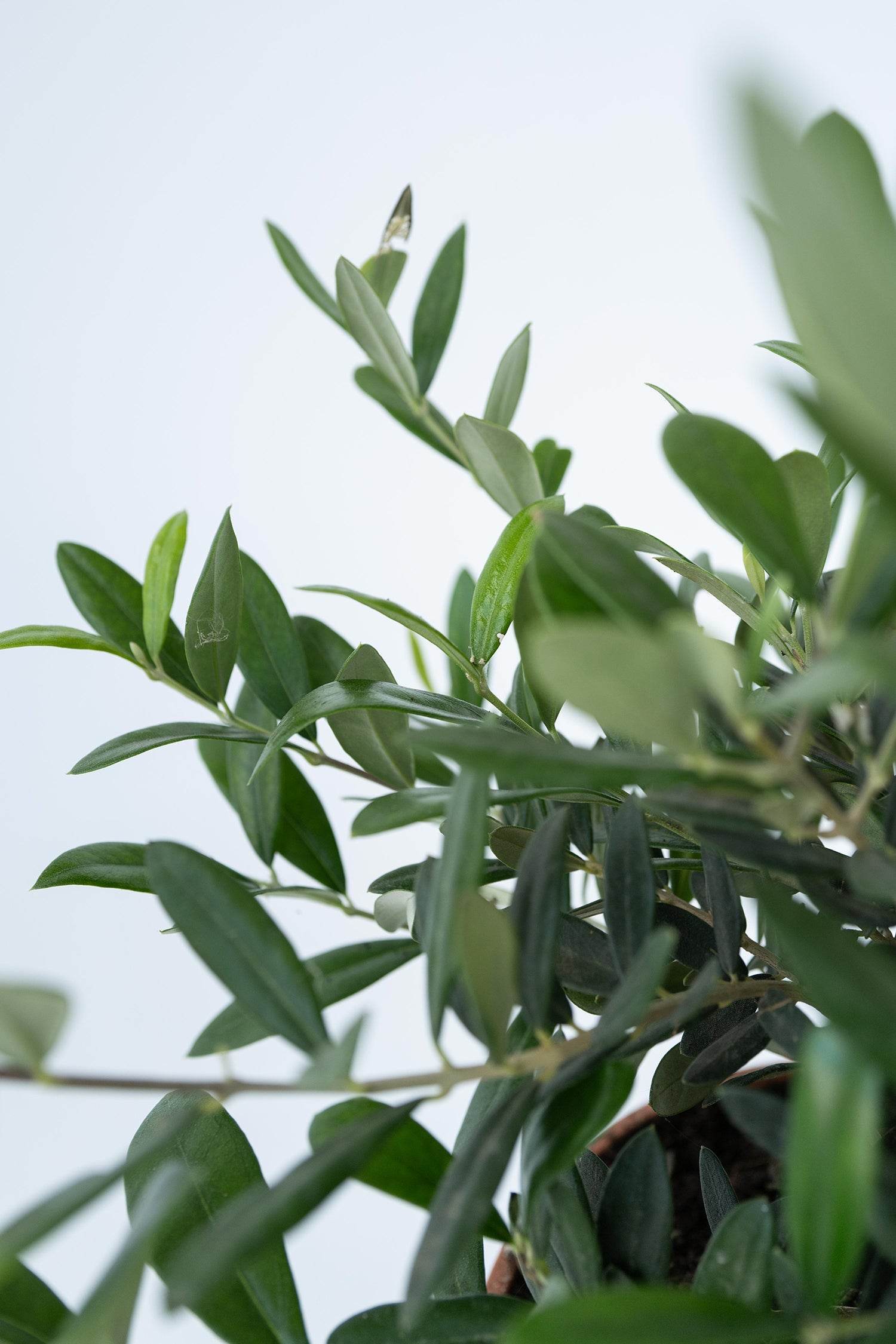 Bonsaï Olivier Xl Dans Coupe – Plante D’Extérieur