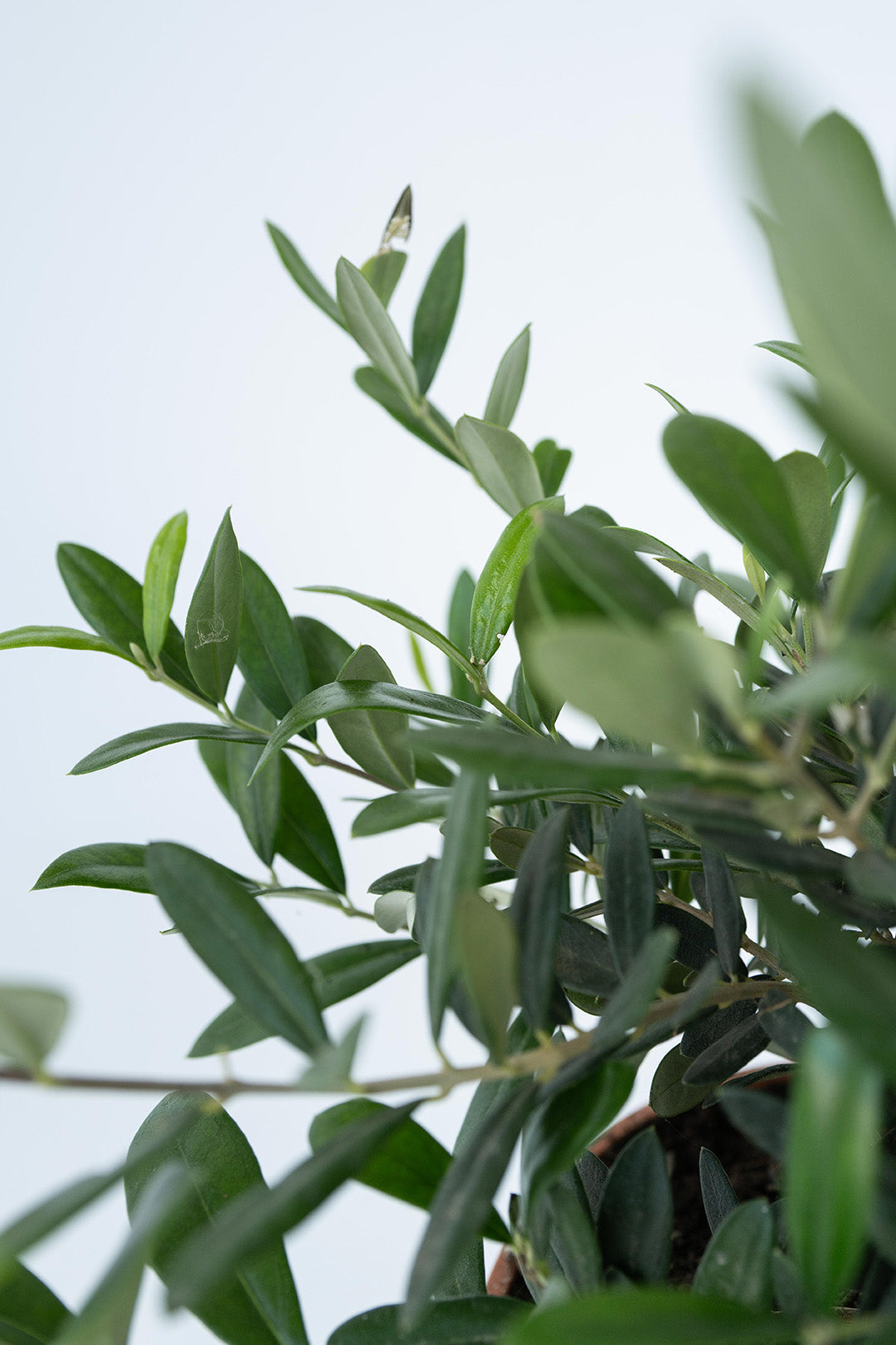 Xl Olea Bonsaï En Bol - Plantes D'Intérieur Et D'Extérieur