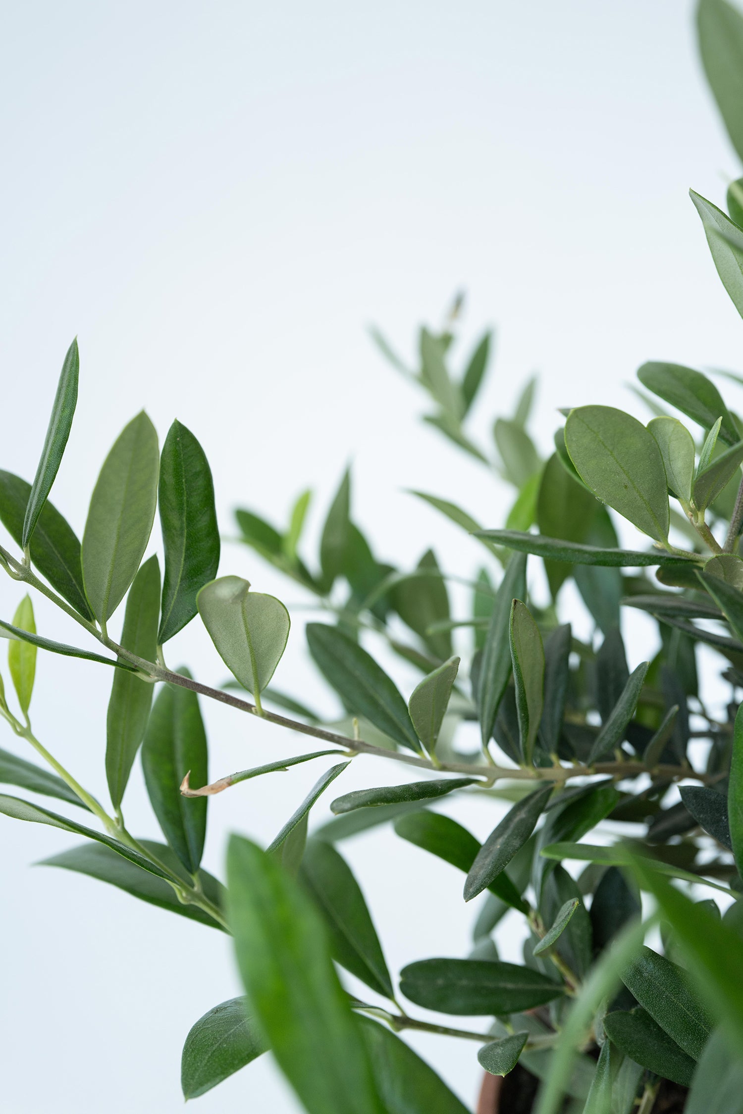 Bonsaï Olivier Xl Dans Coupe – Plante D’Extérieur