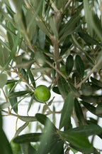 Xl Olea Bonsaï En Bol - Plantes D'Intérieur Et D'Extérieur