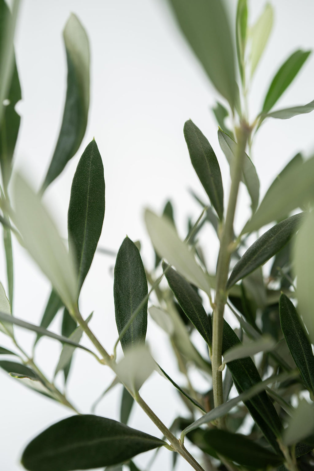 Bonsaï Olivier Xl Dans Coupe – Plante D’Extérieur