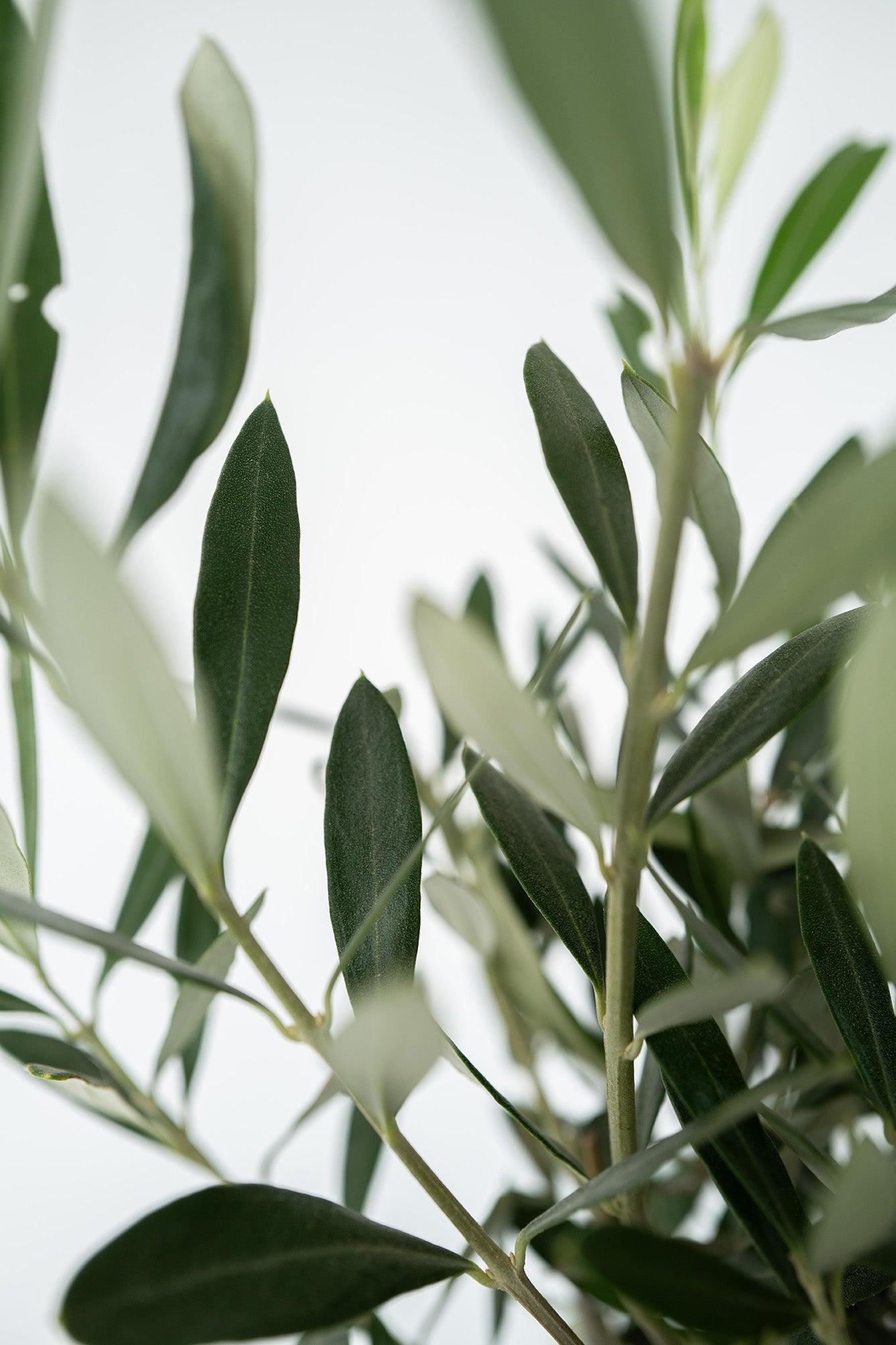 Xl Olea Bonsaï En Bol - Plantes D'Intérieur Et D'Extérieur