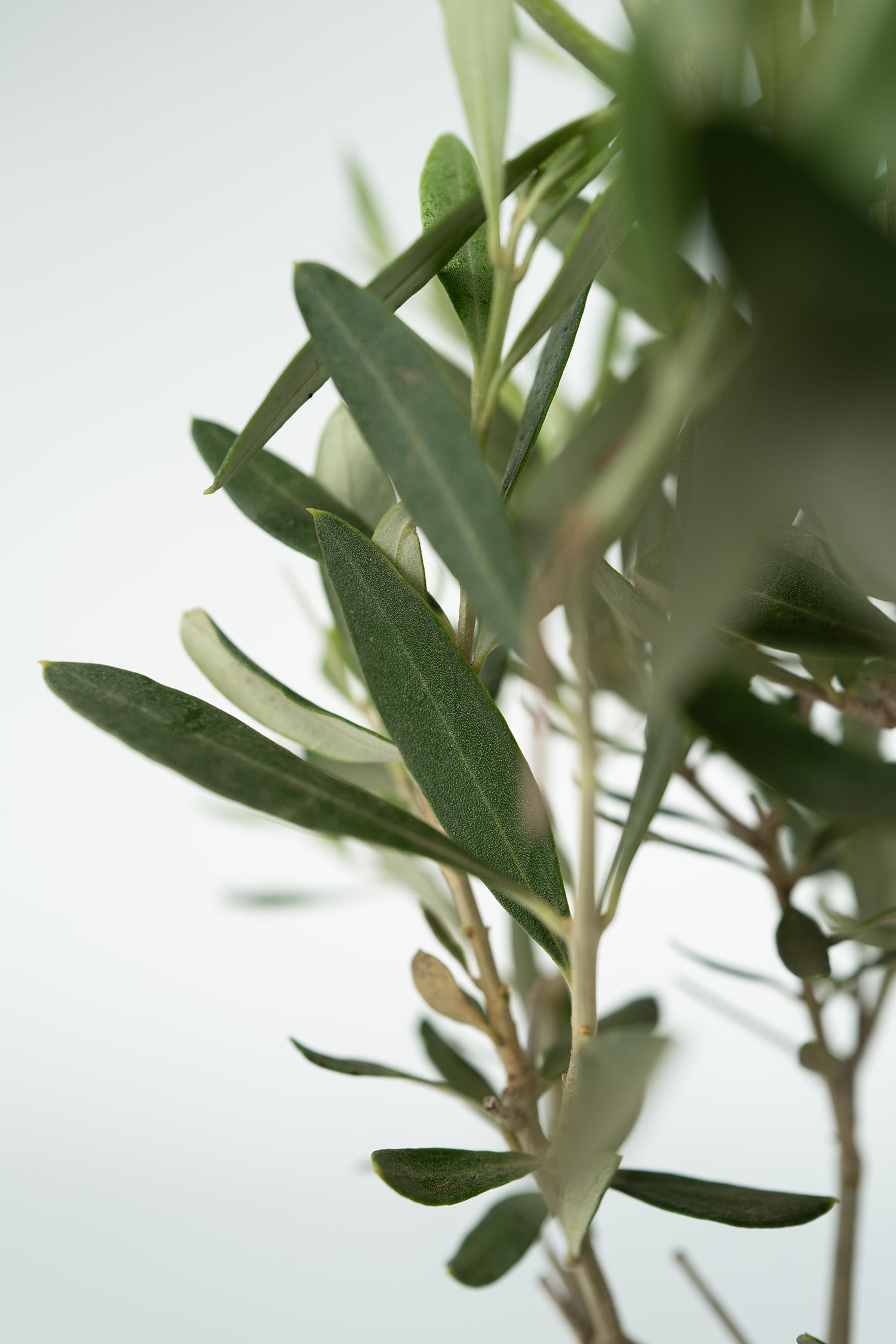 Bonsaï Olivier Xl Dans Coupe – Plante D’Extérieur