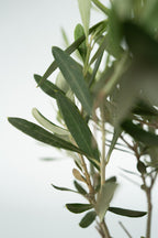 Xl Olea Bonsaï En Bol - Plantes D'Intérieur Et D'Extérieur