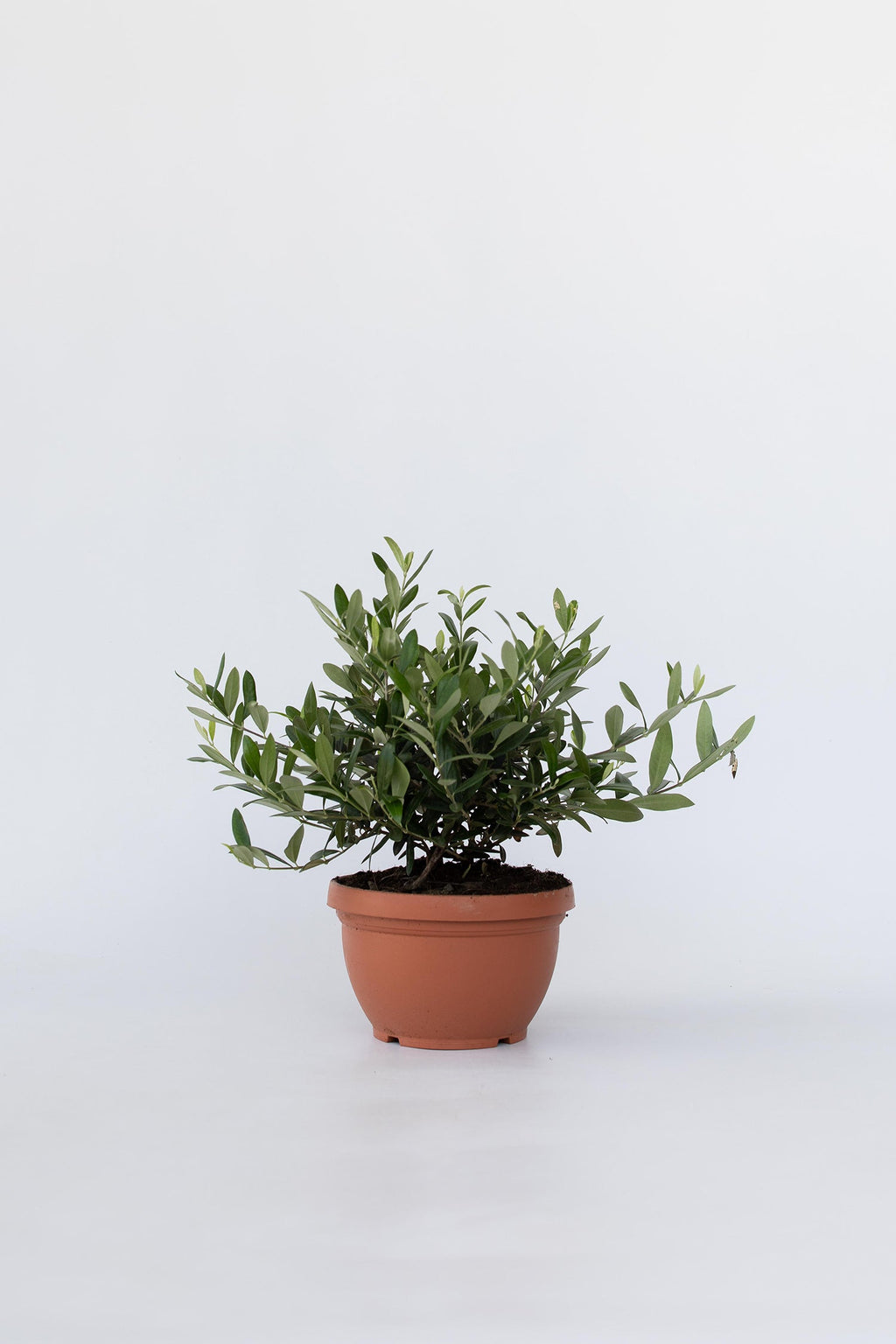 Bonsaï Olivier Xl Dans Coupe – Plante D’Extérieur