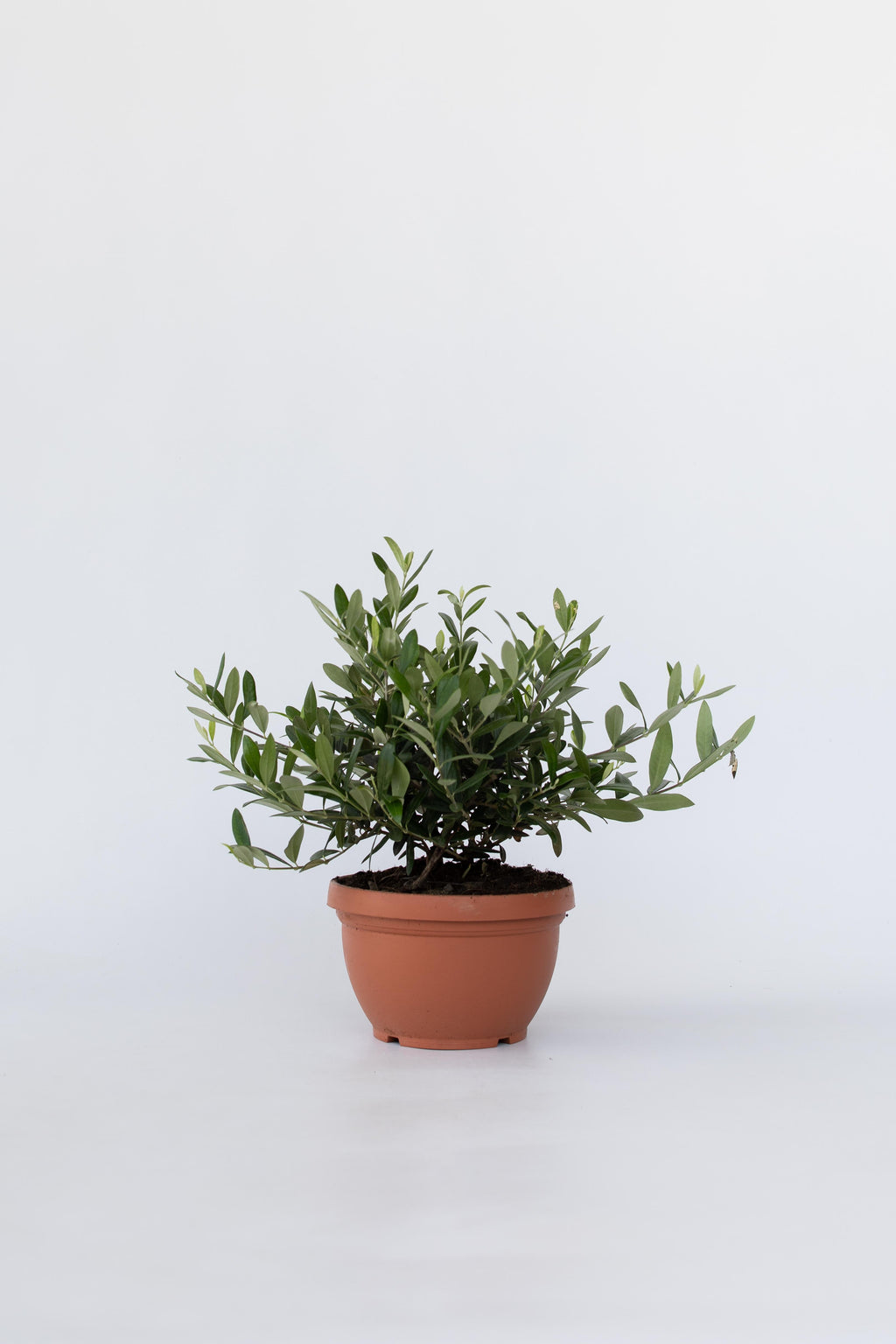 Xl Olea Bonsaï En Bol - Plantes D'Intérieur Et D'Extérieur