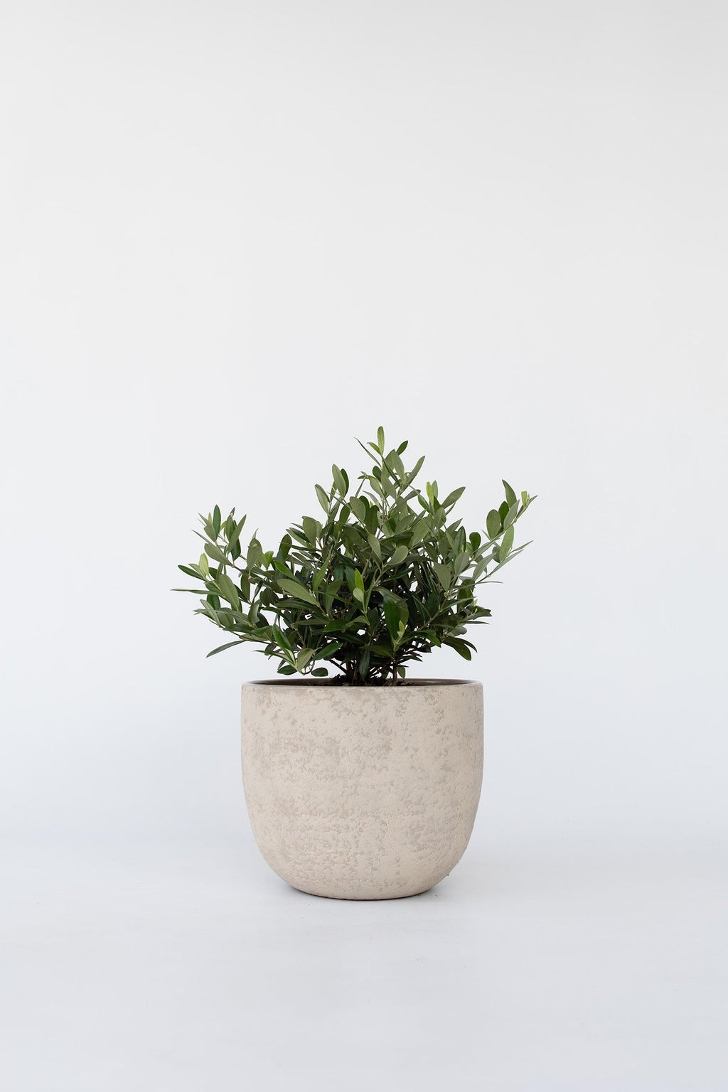 Bonsaï Olivier Xl Dans Coupe – Plante D’Extérieur