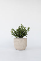 Bonsaï Olivier Xl Dans Coupe – Plante D’Extérieur