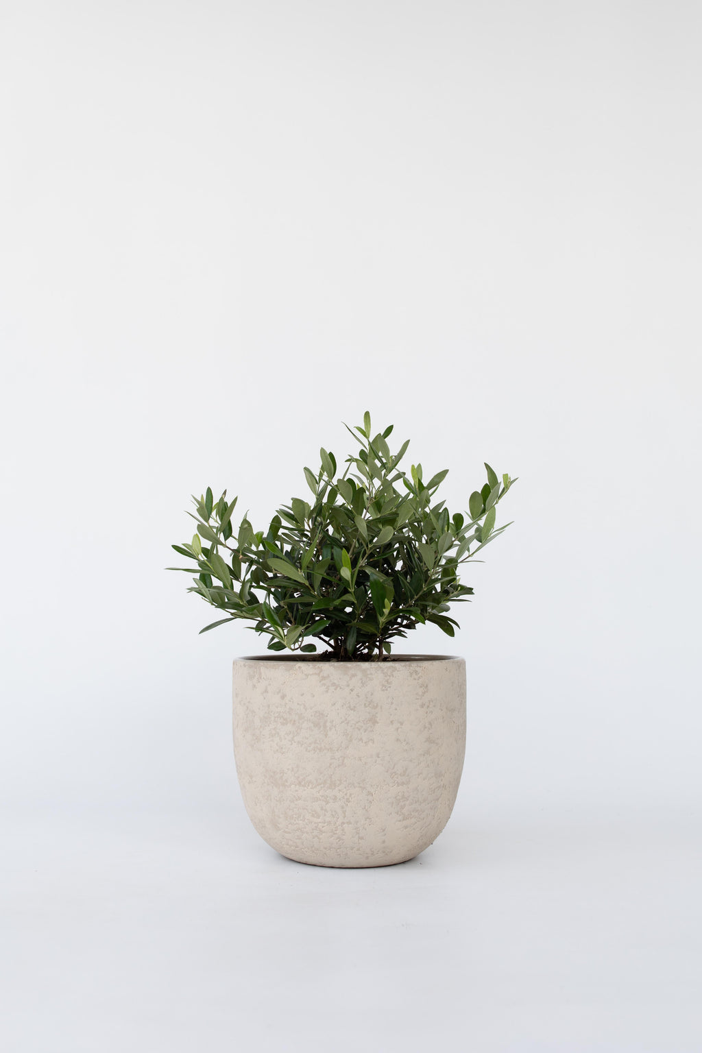 Xl Olea Bonsaï En Bol - Plantes D'Intérieur Et D'Extérieur