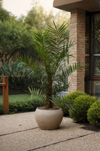 Palmier Dattier Des Canaries Xl – Plante D’Extérieur