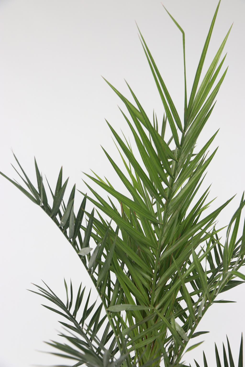 Palmier Dattier Des Canaries Xl – Plante D’Extérieur
