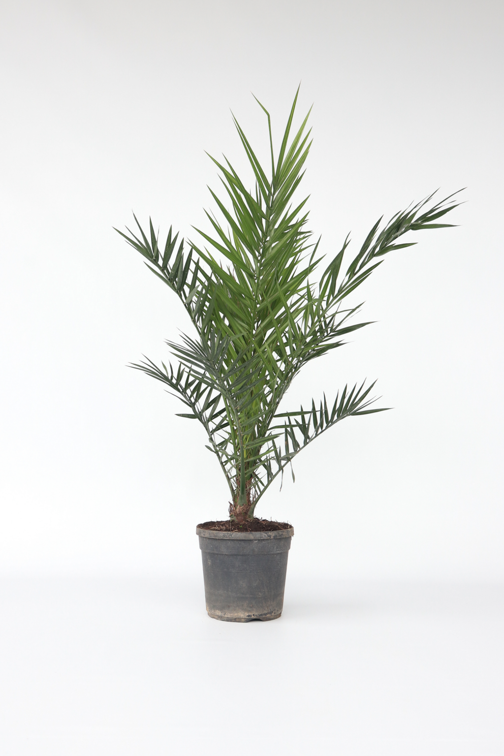 Palmier Dattier Des Canaries Xl – Plante D’Extérieur