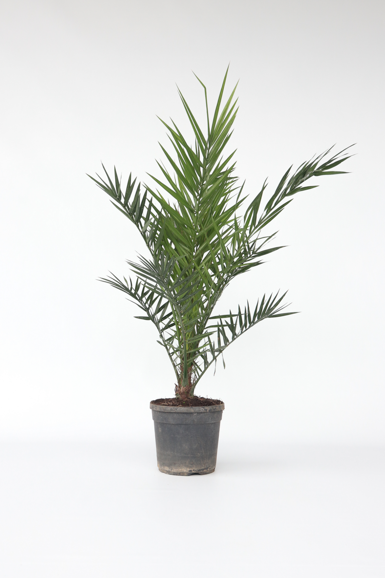 Palmier Dattier Des Canaries Xl – Plante D’Extérieur