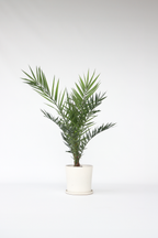 Palmier Dattier Des Canaries Xl – Plante D’Extérieur