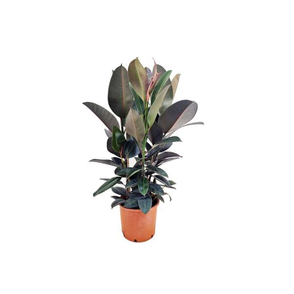 Ficus Elastica Abidjan - Plantes D'Intérieur