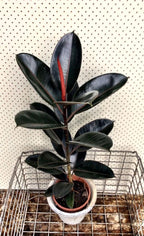 Ficus Elastica Abidjan - Plantes D'Intérieur