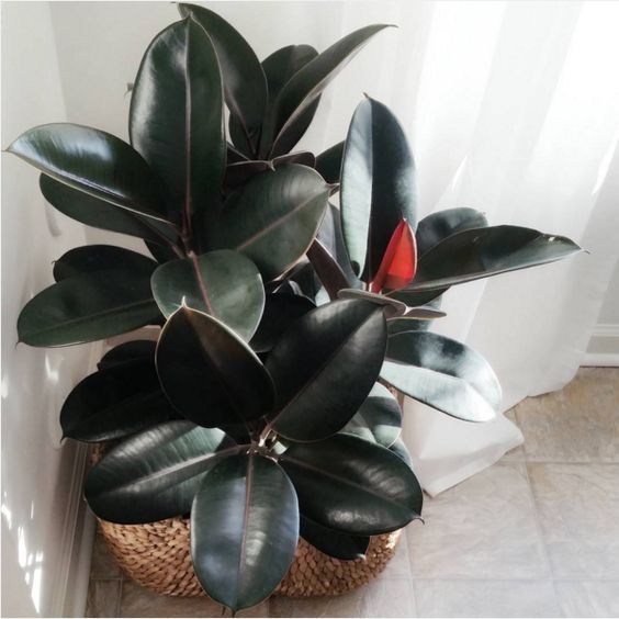 Ficus Elastica Abidjan - Plantes D'Intérieur