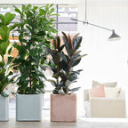 Ficus Elastica Abidjan - Plantes D'Intérieur