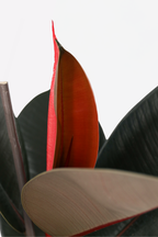 Ficus Elastica Abidjan – Plante D’Intérieur