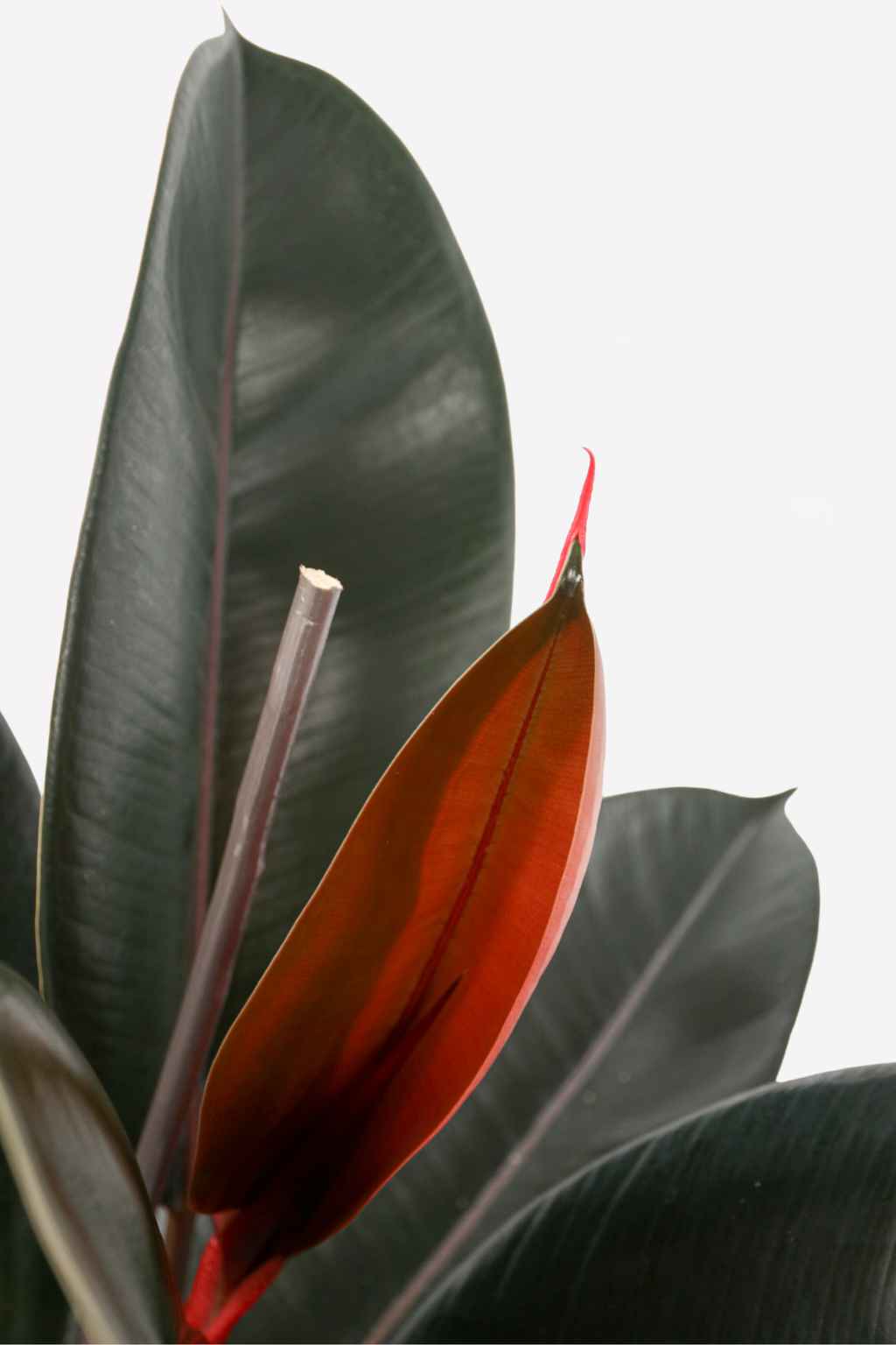 Ficus Elastica Abidjan – Plante D’Intérieur