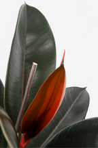Ficus Elastica Abidjan – Plante D’Intérieur