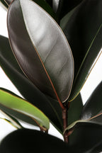 Ficus Elastica Abidjan – Plante D’Intérieur
