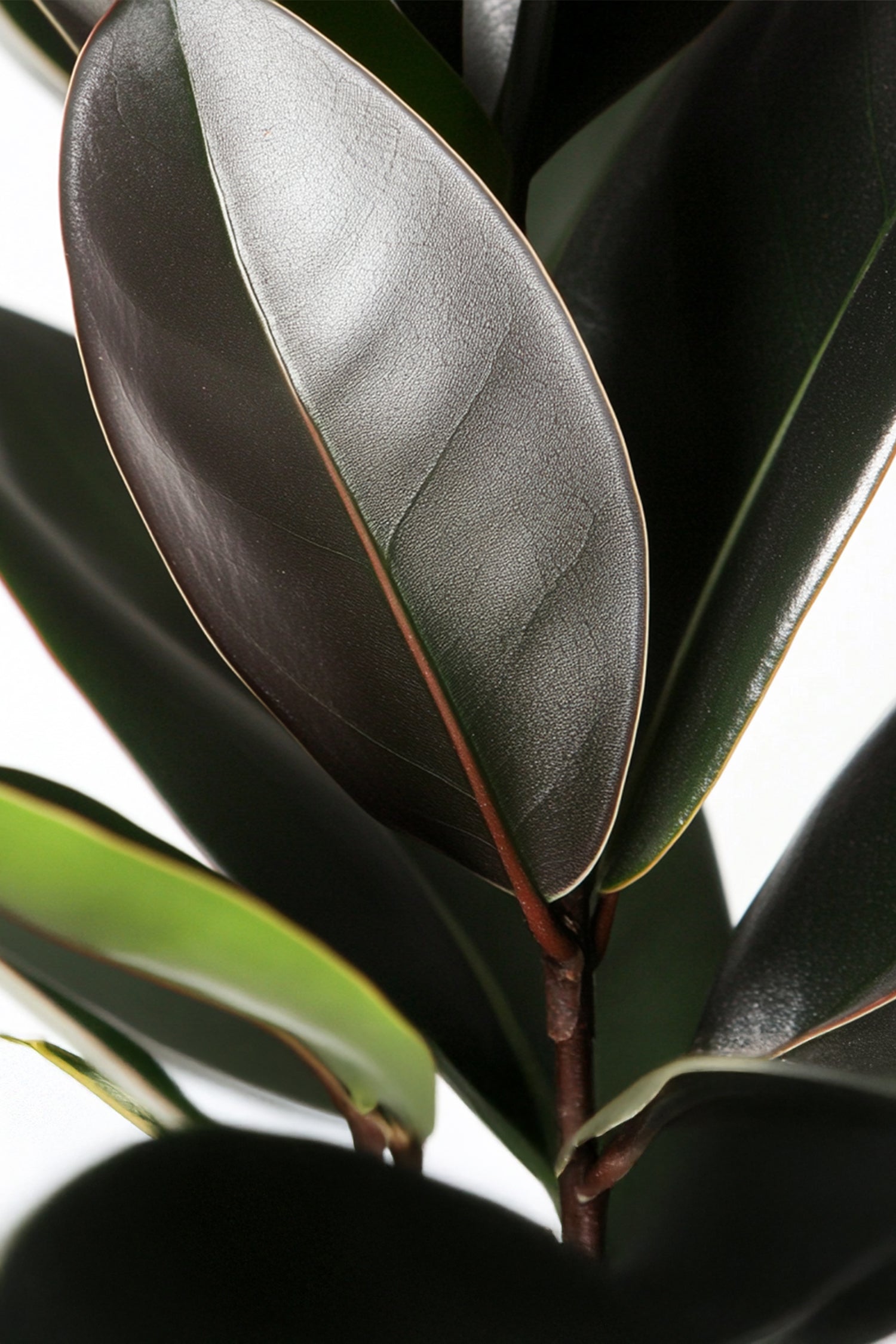 Ficus Elastica Abidjan – Plante D’Intérieur