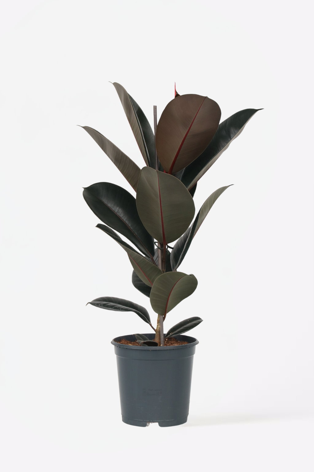 Ficus Elastica Abidjan – Plante D’Intérieur