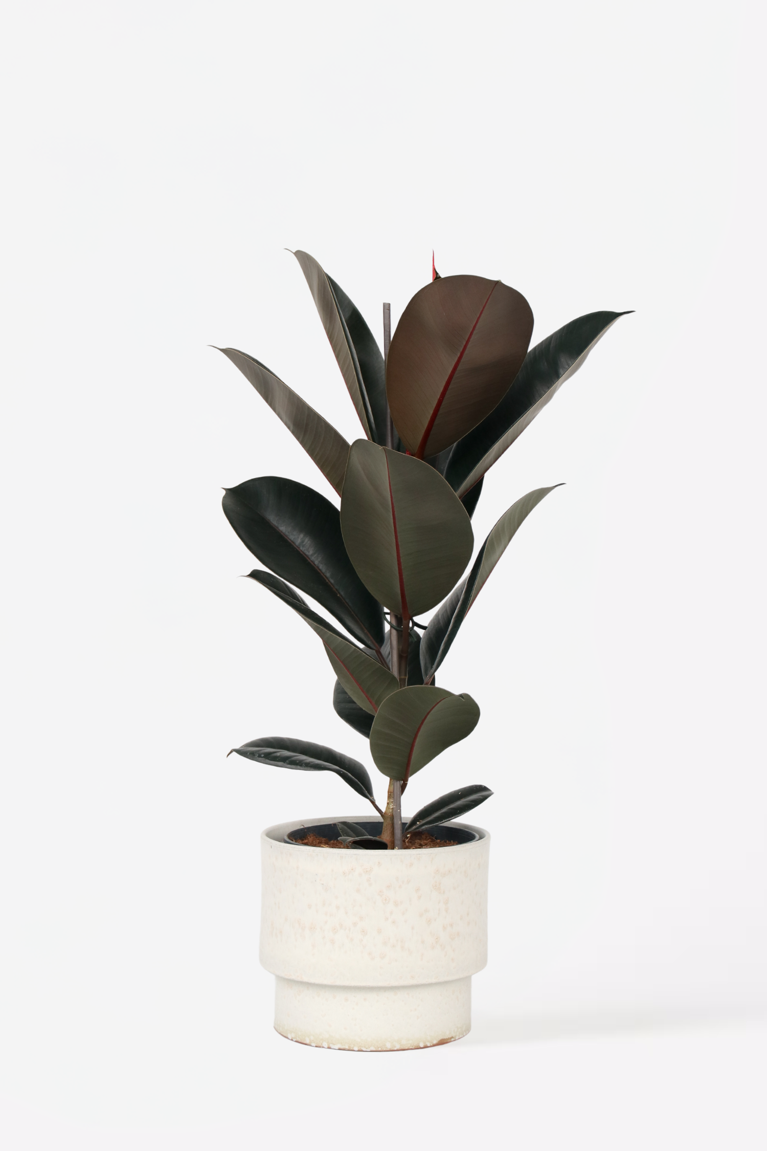 Ficus Elastica Abidjan – Plante D’Intérieur