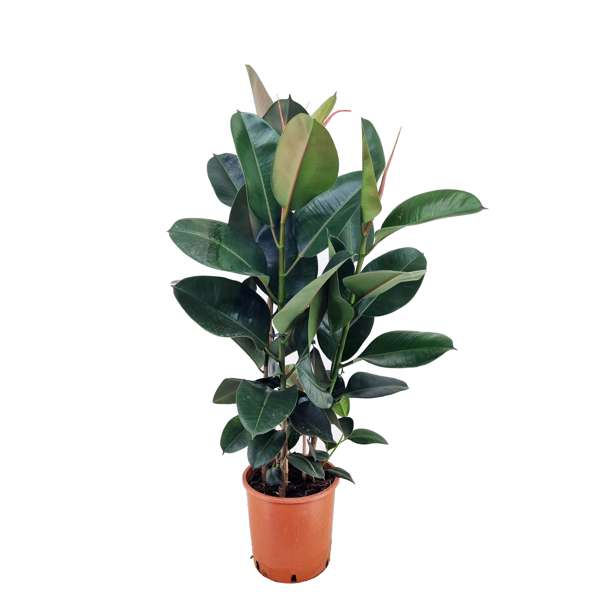 Ficus Elastica Robusta - Plantes D'Intérieur