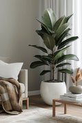 Ficus Elastica Robusta – Plante D’Intérieur