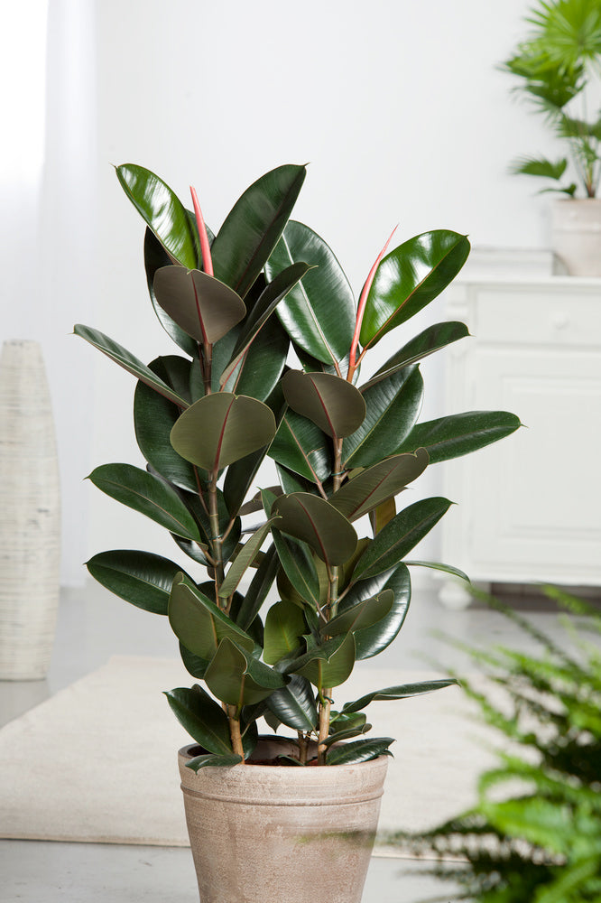 Ficus Elastica Robusta - Plantes D'Intérieur
