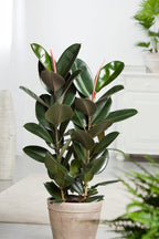Ficus Elastica Robusta - Plantes D'Intérieur
