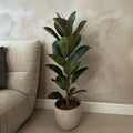 Ficus Elastica Robusta – Plante D'Intérieur