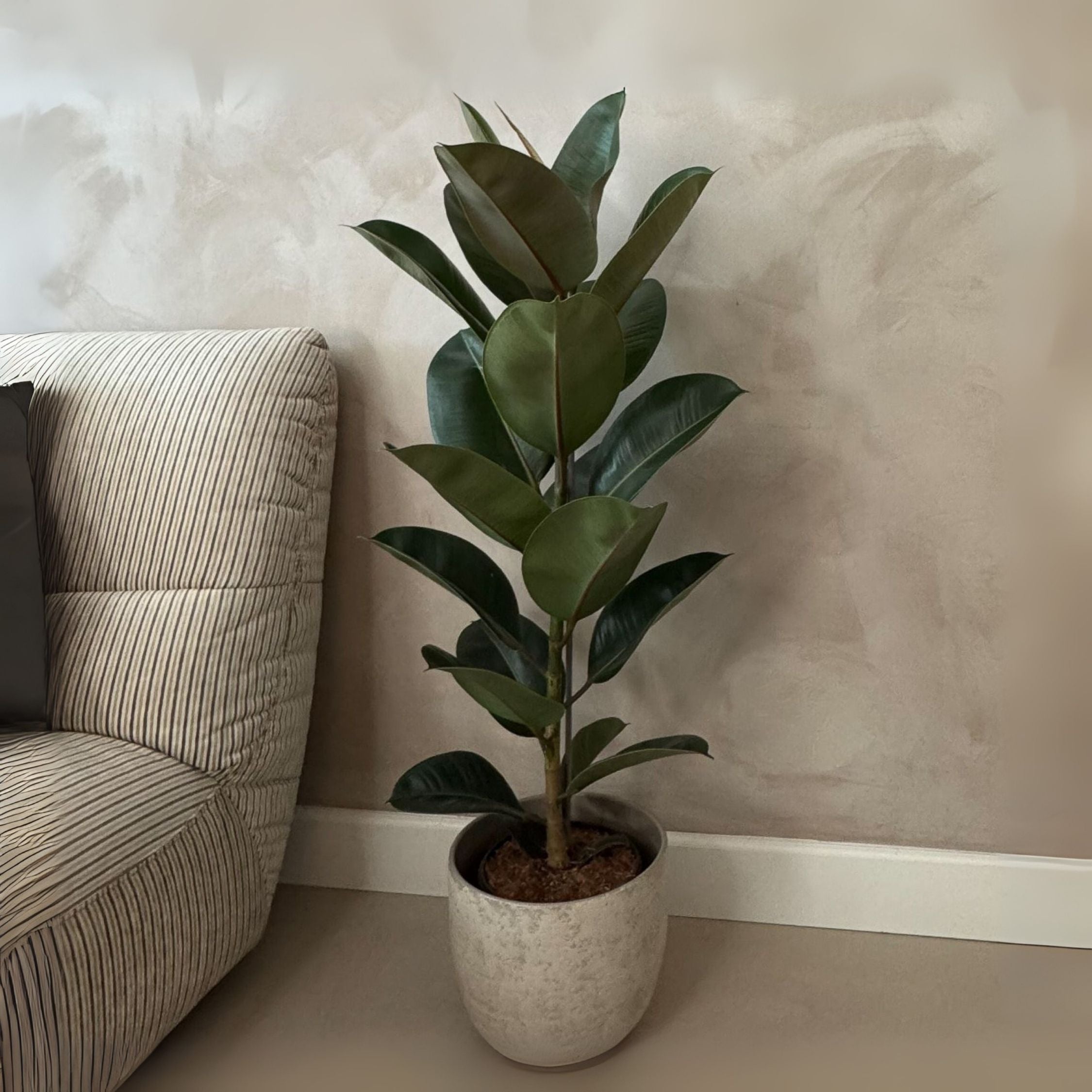 Ficus Elastica Robusta – Plante D'Intérieur