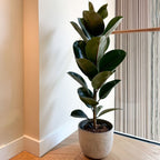 Ficus Elastica Robusta – Plante D'Intérieur