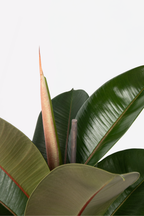 Ficus Elastica Robusta – Plante D’Intérieur