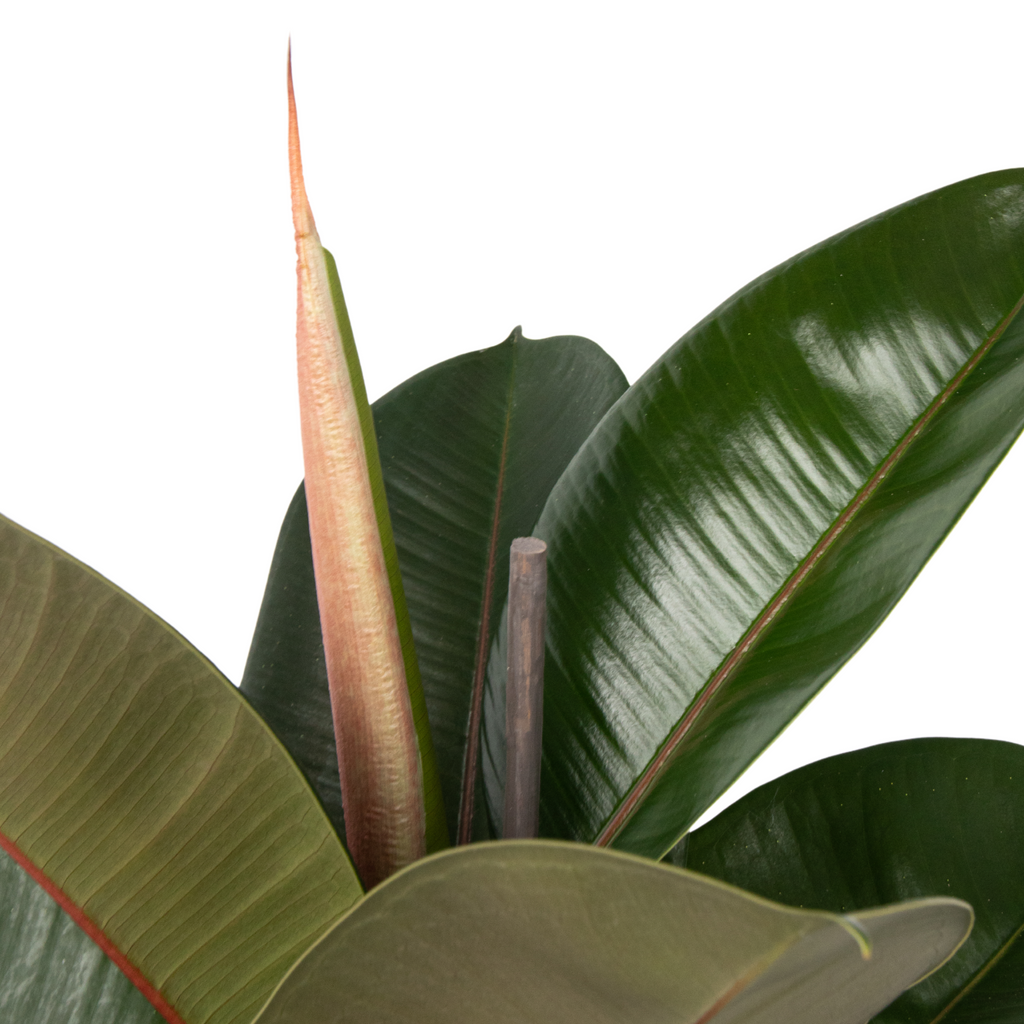 Ficus Elastica Robusta – Plante D'Intérieur