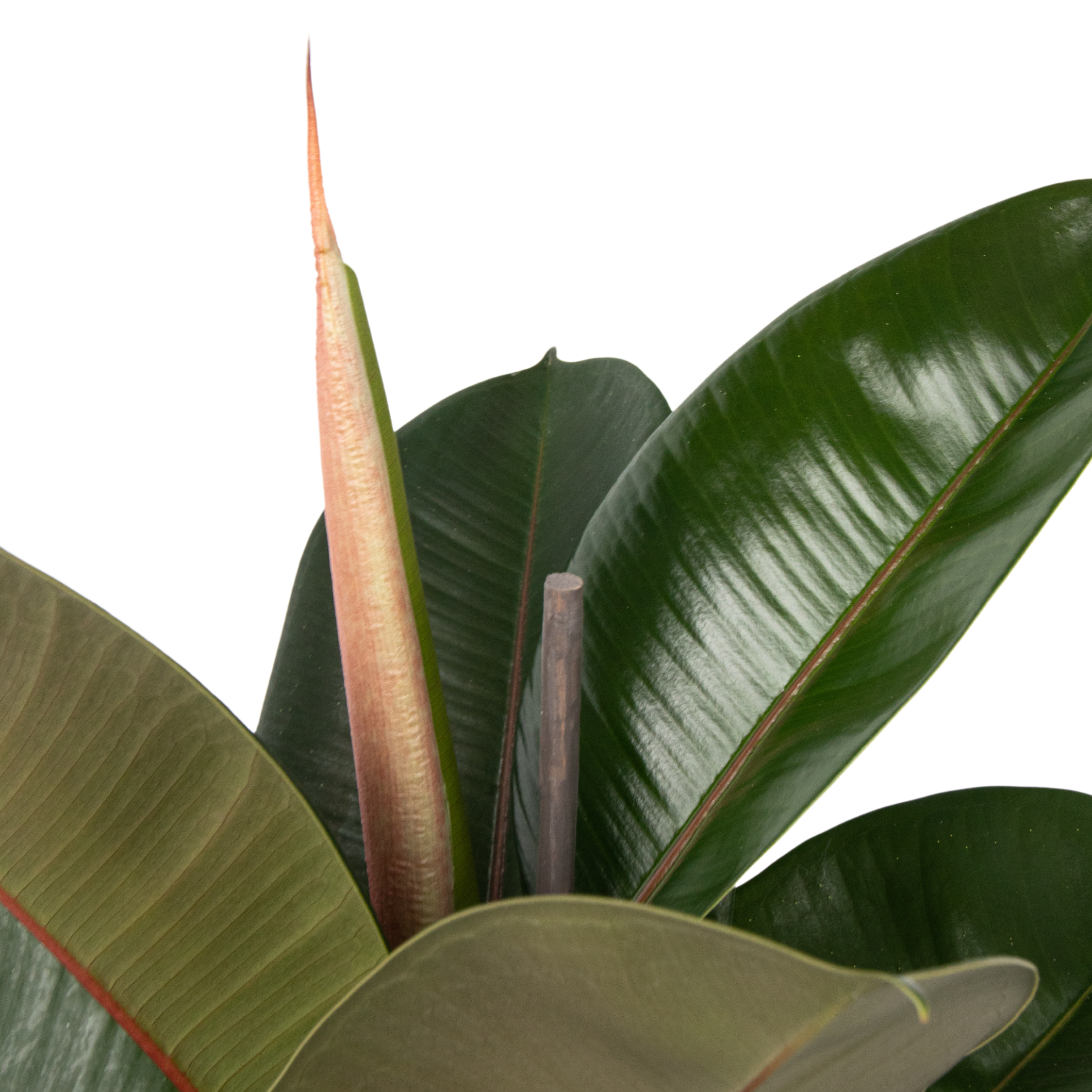 Ficus Elastica Robusta – Plante D'Intérieur