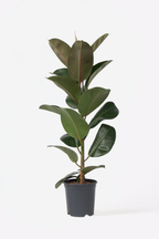 Ficus Elastica Robusta – Plante D’Intérieur