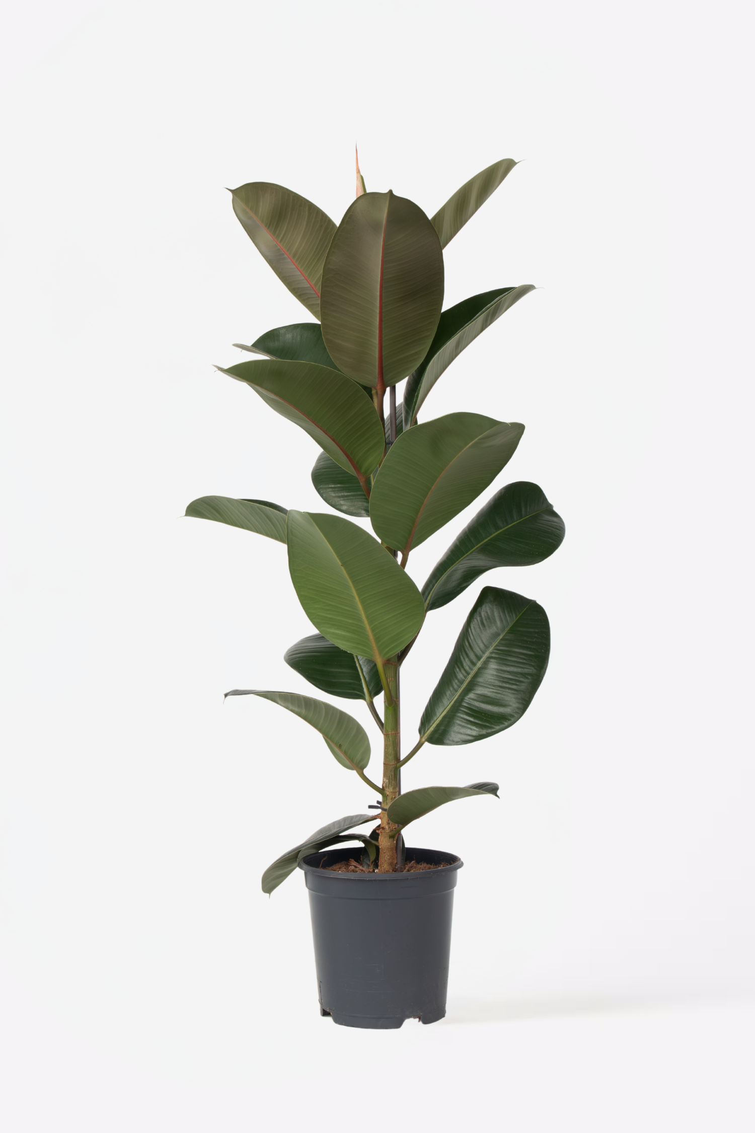 Ficus Elastica Robusta – Plante D’Intérieur