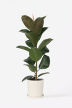 Ficus Elastica Robusta – Plante D’Intérieur